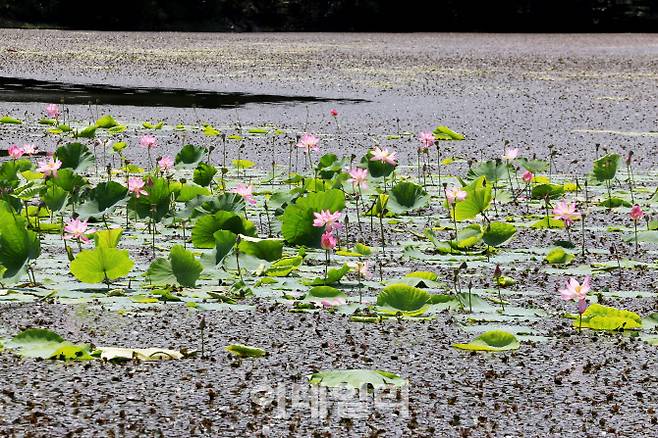 유네스코 람사르 생태공원으로 보호중인 운곡습지에는 희귀 보호종인 가시연꽃을 만날 수 있다.