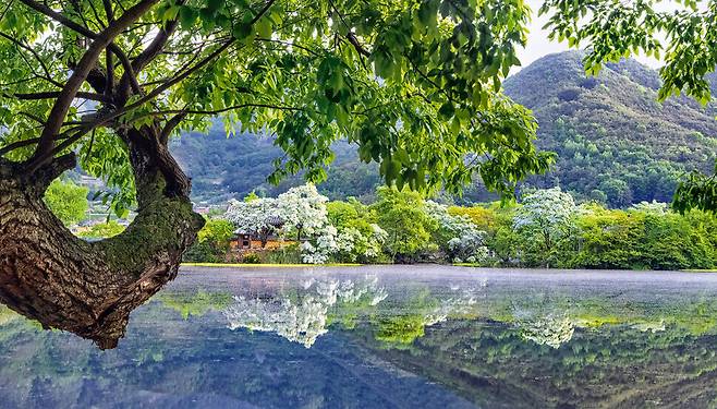 Milyang’s famed Wiyang Pond served as a filming site for “Moon Lovers: Scarlet Heart Ryeo” (2016), among others. (provided by South Gyeongsang Province)