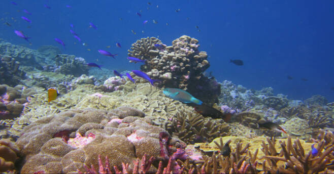 태평양 ‘피닉스 제도 보호구역’에 2002년 닥쳐온 더운 바닷물로 황폐화된 산호초(위 사진). 2015년에도 더운 바닷물이 산호초를 덮쳤지만 손상은 훨씬 덜했다(아래). 연구진은 이 기간에 열에 내성을 지닌 산호초가 확산한 것으로 보고 있다. 미 우즈홀해양연구소·캘리포니아대 샌디에이고 캠퍼스 제공