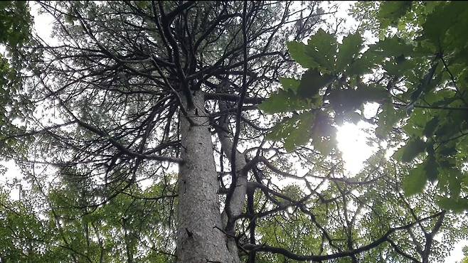 지난 3일 오대산 아고산대에 말라 죽은 분비나무가 서 있다. 편광현 기자