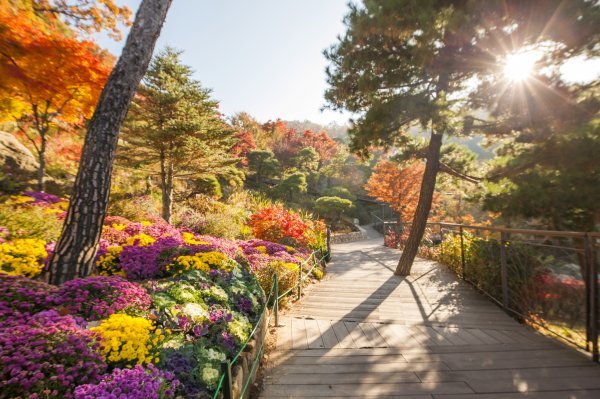 단풍과 함께 국화를 비롯한 다양한 색의 가을꽃을 함께 감상할 수 있는 화담숲 암석하경 정원