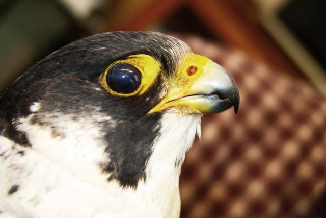 우리나라는 태양빛이 많은 국가는 아니기에 뺨선은 얇아진다. ©김영준