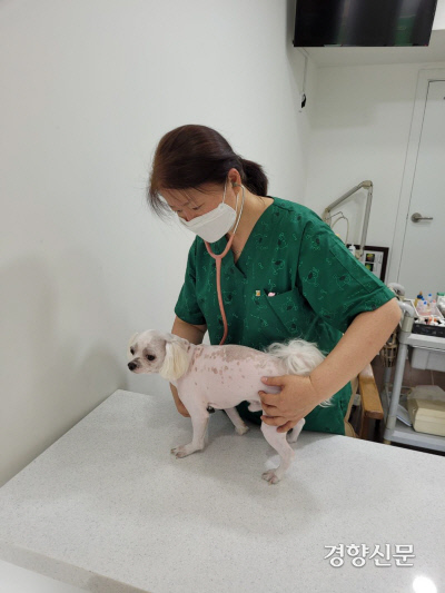 서울의 한 동물병원에서 반려견이 진료를 받고 있다. 서울시 제공
