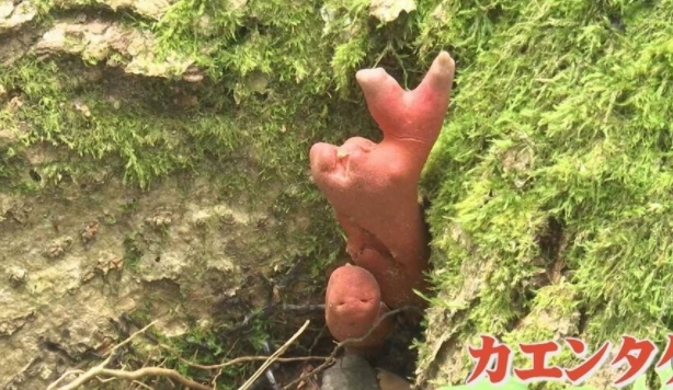 붉은사슴뿔버섯 모습. 독성이 강한 것으로 전해졌다. BSS 산인 방송화면
