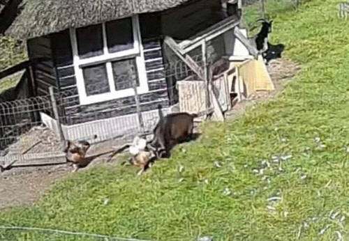 매한테 공격받는 닭을 구출하는 수탉과 염소. 염소가 암탉을 공격하는 매를 머리로 들이받고 있다. <Dogtooth Media 유튜브 캡처>