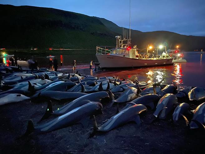 주민들이 사냥한 흰줄무늬돌고래 사체들이 지난 12일 북대서양 페로제도의 해안에 널려 있다. AP=연합뉴스