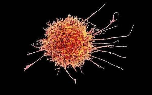 전이암의 씨앗이 동면에서 깨는 걸 막는 NK세포  원래 NK세포는 병원체 감염 세포 등의 제거를 주기능으로 한다. 그런 NK세포가 인터페론-감마를 분비해 동면 중인 전이암 세포가 다시 활성화되지 못하게 하는 것으로 보고됐다. 
스위스 바젤대 연구진, 6월 2일 저널 '네이처' 논문 참고.
[미국 NIAID(국립 알레르기 감염병 연구소) 제공 / 재판매 및 DB 금지]