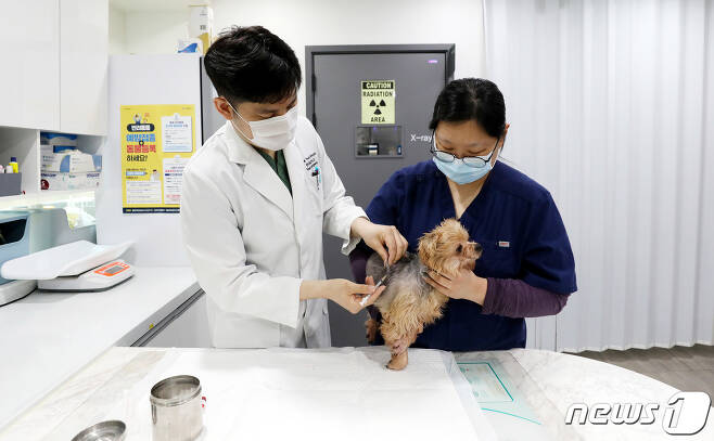 서울 한 동물병원에서 수의사가 반려견에게 광견병 예방접종을 하고 있다. 2021.4.15/뉴스1 © News1 박지혜 기자