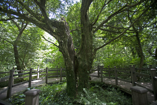 800년 된 천연원시림인 제주 평대리 비자나무숲에 서 있는 비자나무 연리목의 줄기 부분.