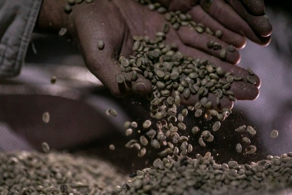 지난 7월 30일 브라질 미나스 제라이스주 바르지냐에서 커피 농가 일꾼이 서리에 상한 커피 원두를 만지고 있다.로이터뉴스1