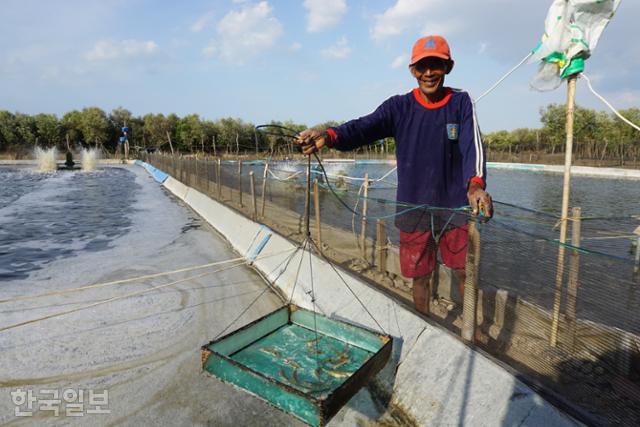 인도네시아 서부자바주 치르본에서 새우 양식을 하는 압둘라흐만씨가 80일 키운 새우를 보여주고 있다. 양식장 뒤 숲이 맹그로브이고 그 너머가 바다다. 치르본=고찬유 특파원
