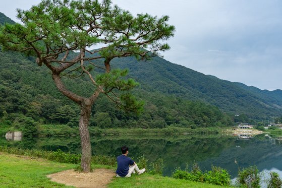 방탄소년단 화보에 등장한 오성제 둑 위 소나무는 일명 ‘방탄 소나무’로 통한다.
