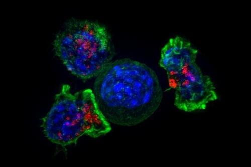 암세포(청색)를 둘러싸고 있는 킬러 T세포(녹색·적색) [미국 NIH(국립 보건원)] / 재판매 및 DB 금지]