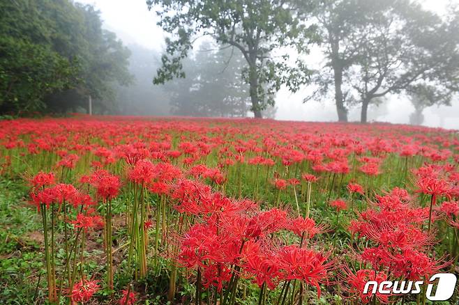 전북 고창군 도립공원 선운산 계곡 깊숙한 곳에 '빨간 주단'이 깔려 장관이다. © 뉴스1