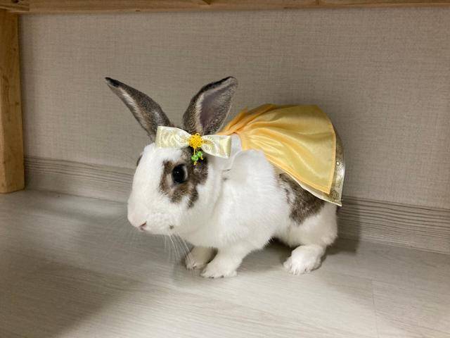 토끼 전용 한복을 입은 햇살이. 이순지 기자