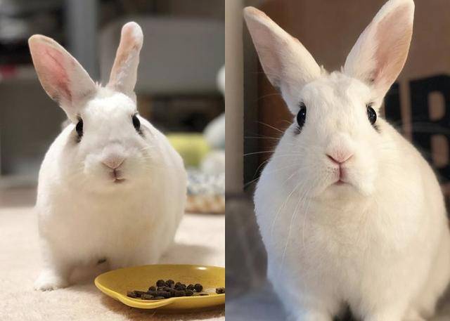 토끼 루이, 독자 제공