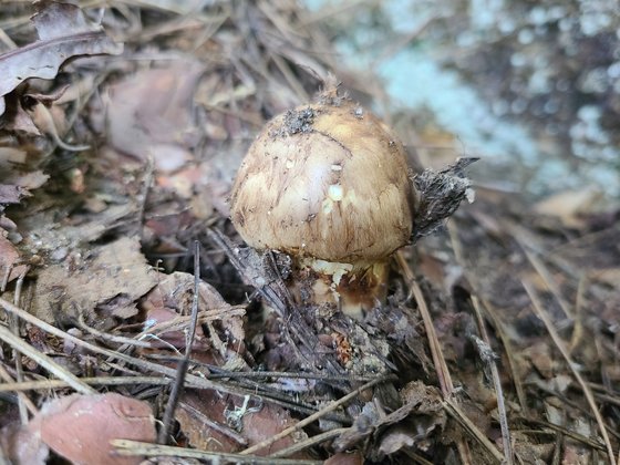 지난 16일 강원 춘천시 사북면 용화산에서 발견한 송이 버섯. 박진호 기자