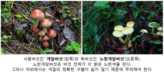 식용버섯과 독버섯 비교. 국립수목원