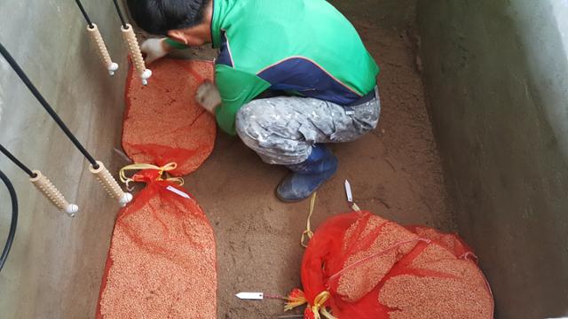 경북도농업기술원 풍기인삼연구소 개갑장 바닥에 모래를 깔고 망사주머니에 담은 인삼씨앗을 깔고 있다. 풍기인삼연구소 제공