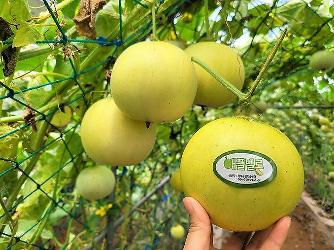 제주산 애플멜론. 제주도농업기술원 제공
