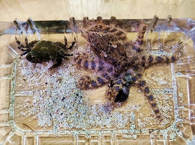 지난 20일 제주시 한림읍 금능해변 앞에서 잡힌 파란고리문어. 제주해양경찰서 제공