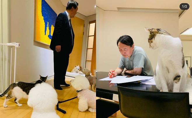 유기견을 포함해 반려동물 7마리를 키우고 있는 윤석열 전 검찰총장이 인스타그램에 올린 반려견, 반려묘./인스타그램 캡쳐