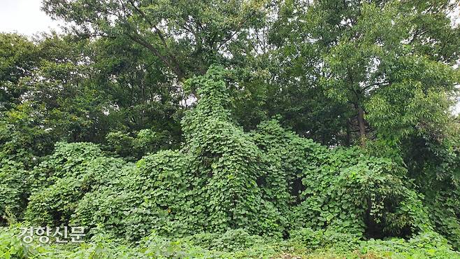 대전 유성구 하기동에서 대덕연구단지로 가는 대로변 야산에 칡 등 덩굴식물이 퍼져 숲을 거의 가리고 있다. 윤희일 선임기자