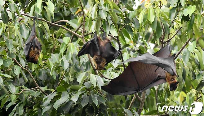 2018년 5월 인도 아삼주 서부 구와하티의 한 숲에서 박쥐들이 쉬고 있다. © AFP=뉴스1