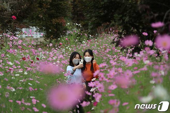 6·25 한국전쟁의 아픔을 간직한 충북 영동 노근리평화공원에 활짝핀 코스모스길.(영동군 제공)© 뉴스1