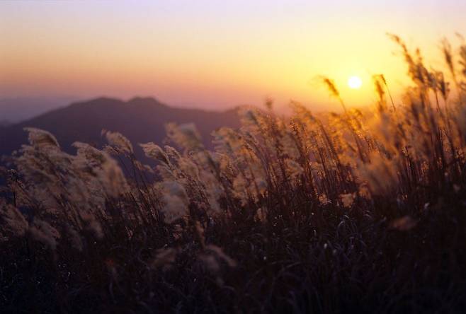 민둥산억새축제. 산의 이름처럼 정상에는 나무가 없고, 드넓은 주능선 일대는 참억새밭이다.