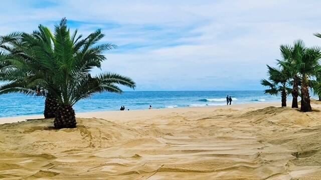 강릉시가 경포해변 백사장에 심은 야자수 모습. 강릉시 제공