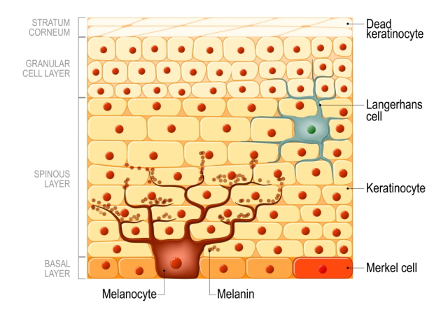 멜라닌 세포는 표피 아랫쪽에서 생성돼 점점 주변 표피와 각질층으로 번진다./사진=게티이미지뱅크