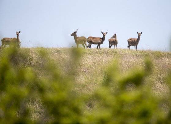 개머리언덕의 마스코트 야생 사슴. 옛날 주민이 방목했던 사슴이 시간이 흘러 야생동물이 됐다. 중앙포토