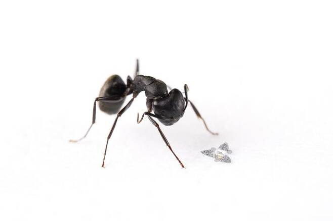 개미 크기와 비교한 초소형 비행체  [Northwestern University 제공/ 재판매 및 DB 금지]