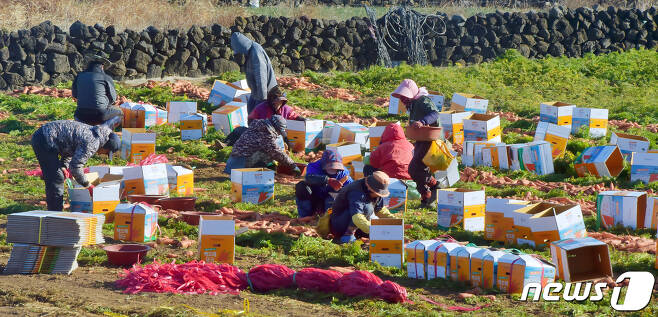 제주시 구좌읍 김녕리 한 당근밭에서 농민들이 당근을 수확하고 있다. © News1 DB