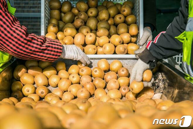 중국이 뉴질랜드에서 수입한 키위에서 코로나19가 검출됐다. © AFP=뉴스1 © News1 정윤영 기자