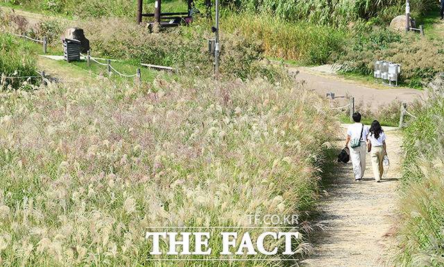 완연한 가을 날씨를 보인 24일 오후 서울 마포구 하늘공원을 찾은 시민들이 억새밭을 거닐고 있다. /이동률 기자