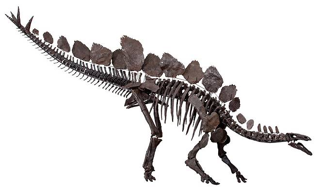 안킬로사우루스와 자매 계통인 스테고사우루스 골격 모형. 가시 뼈가 꼬리에 나 있다. 두 계통이 장기간 평화롭게 공존했음이 드러났다. 런던 자연사박물관 제공.