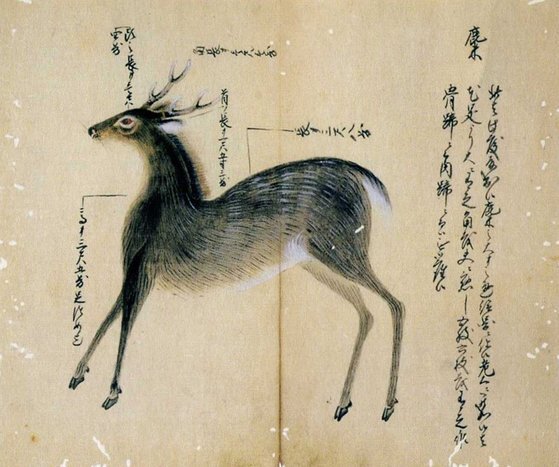 18세기 일본은 한반도에 서식하는 동·식물의 그림을 세밀하게 그려 남겼다. 조선 인삼을 구하려는 목적에서다. 역사학자 다시로 가즈이가 쓴 『에도시대 조선약재 조사의 연구』에서 인용했다.