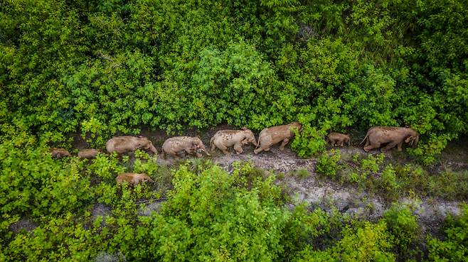 지난달 10일 위안장 강을 건너 서식지로 돌아오고 있는 코끼리들 | 신화연합뉴스