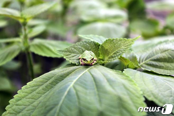 참자연 이파리농장은 친환경농법을 고수하면서 곳곳에서 개구리 등을 쉽게 볼 수 있다./뉴스1 DB © News1