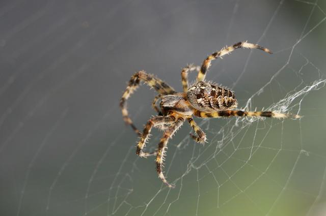 많은 이들이 거미와 거미줄을 징그럽게 여기지만 거미줄은 강철보다 몇배 강한 인장강도에 가해지는 힘에 따라 점성과 탄성이 달라지는 특성을 가져 신소재 개발을 위한 연구대상으로 주목받는다. 게티이미지뱅크