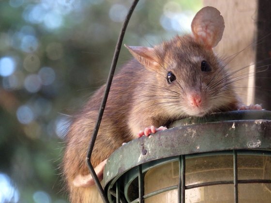 허리케인 아이다가 지나간 이후 뉴욕에서 쥐의 생사를 놓고 의견이 갈리고 있다. [픽사베이]