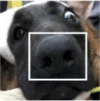 인간의 지문처럼 반려견에는 비문이 있다. 중국 스타트업 메그비가 개발한 비문인식 프로그램으로 반려동물의 등록정보를 확인하는 모습. Megvii 캡처