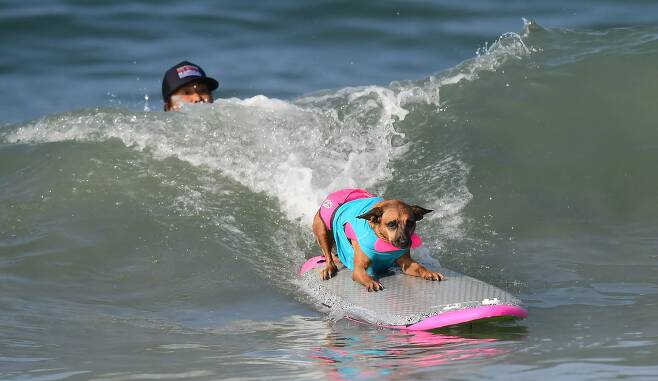 서핑대회 참가 강아지들은 파도에 올라탈 때는 도움을 받는다. AFP=연합뉴스