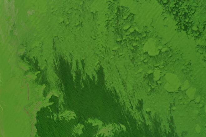 호수면을 덮은 청록색 조류. AFP=연합뉴스