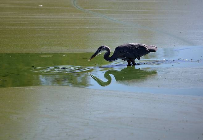 독성 조류로 덮인 호수에서 왜가리가 먹이를 찾고 있다. AFP=연합뉴스