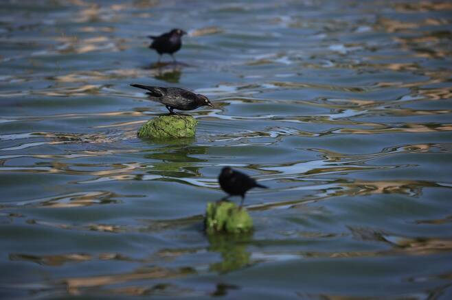 새들이 녹색으로 변한 돌에 앉아 먹이를 찾고 있다. AFP=연합뉴스
