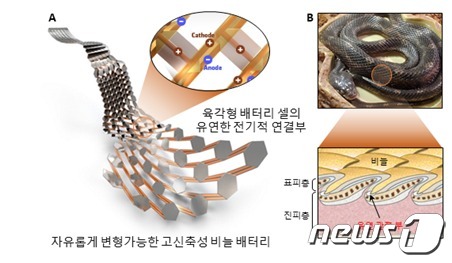 뱀의 비늘을 모사한 신축성 뱀 비늘형 배터리 구조(그림제공:기계연)© 뉴스1