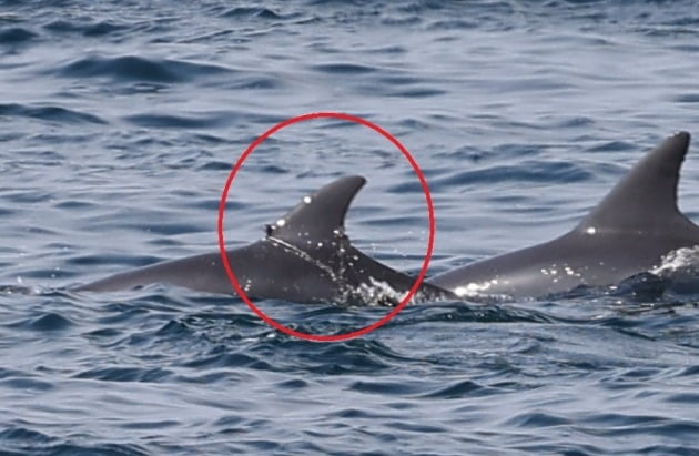 낚시줄이 지느러미 살점을 파고들고 있는 남방큰돌고래가 발견됐다. /사진=핫핑크돌핀스